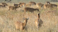 Rucervus duvaucelii branderi