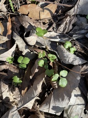 Ranunculus hispidus nitidus