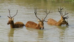Rucervus duvaucelii branderi
