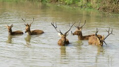 Rucervus duvaucelii branderi