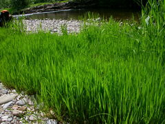 Agrostis stolonifera