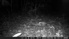 Didelphis aurita