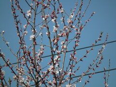 Prunus davidiana