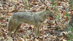 Canis aureus indicus