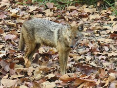 Canis aureus indicus