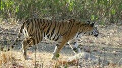 Panthera tigris tigris