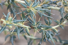 Cryptocheilus versicolor