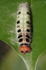 Hasora badra