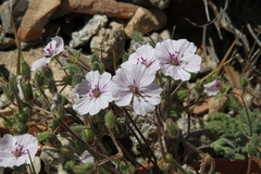 Erodium saxatile