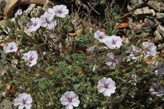 Erodium saxatile