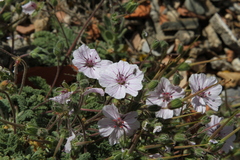 Erodium saxatile