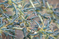 Cryptocheilus versicolor