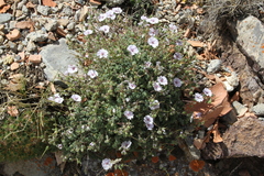 Erodium saxatile