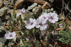 Erodium saxatile