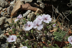 Erodium saxatile