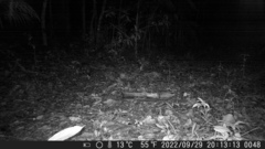 Didelphis aurita
