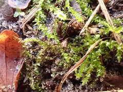 Rhynchostegium megapolitanum