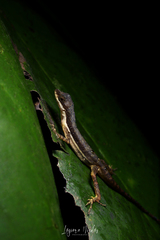 Anolis oxylophus