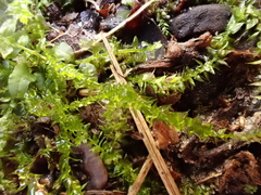 Rhynchostegium megapolitanum
