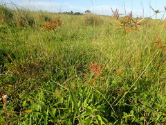 Cyperus intactus