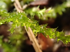 Rhynchostegium megapolitanum