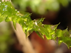 Rhynchostegium megapolitanum