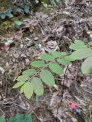 Glochidion billardierei