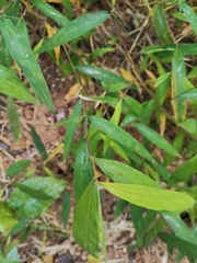 Microstegium vimineum