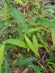 Microstegium vimineum