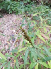 Microstegium vimineum