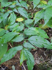 Strobilanthes dimorphotricha