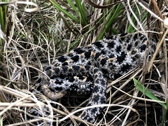 Sistrurus miliarius barbouri
