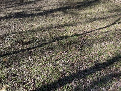 Ranunculus hispidus nitidus