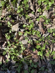 Ranunculus hispidus nitidus
