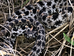 Sistrurus miliarius barbouri