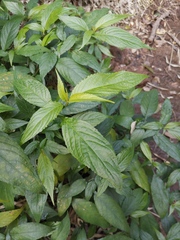 Strobilanthes dimorphotricha