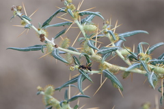 Cryptocheilus versicolor