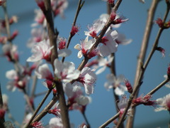 Prunus davidiana