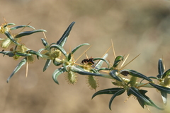 Cryptocheilus versicolor