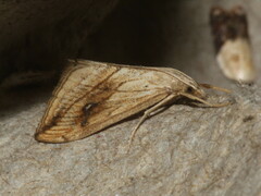 Evergestis forficalis