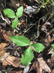 Arisaema acuminatum