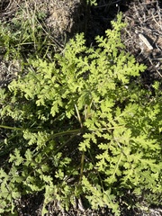 Phacelia distans