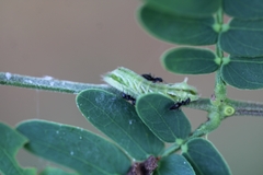 Surendra quercetorum