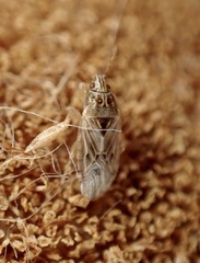 Holcocranum saturejae