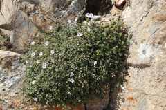 Erodium saxatile