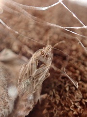 Holcocranum saturejae