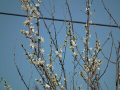 Prunus davidiana