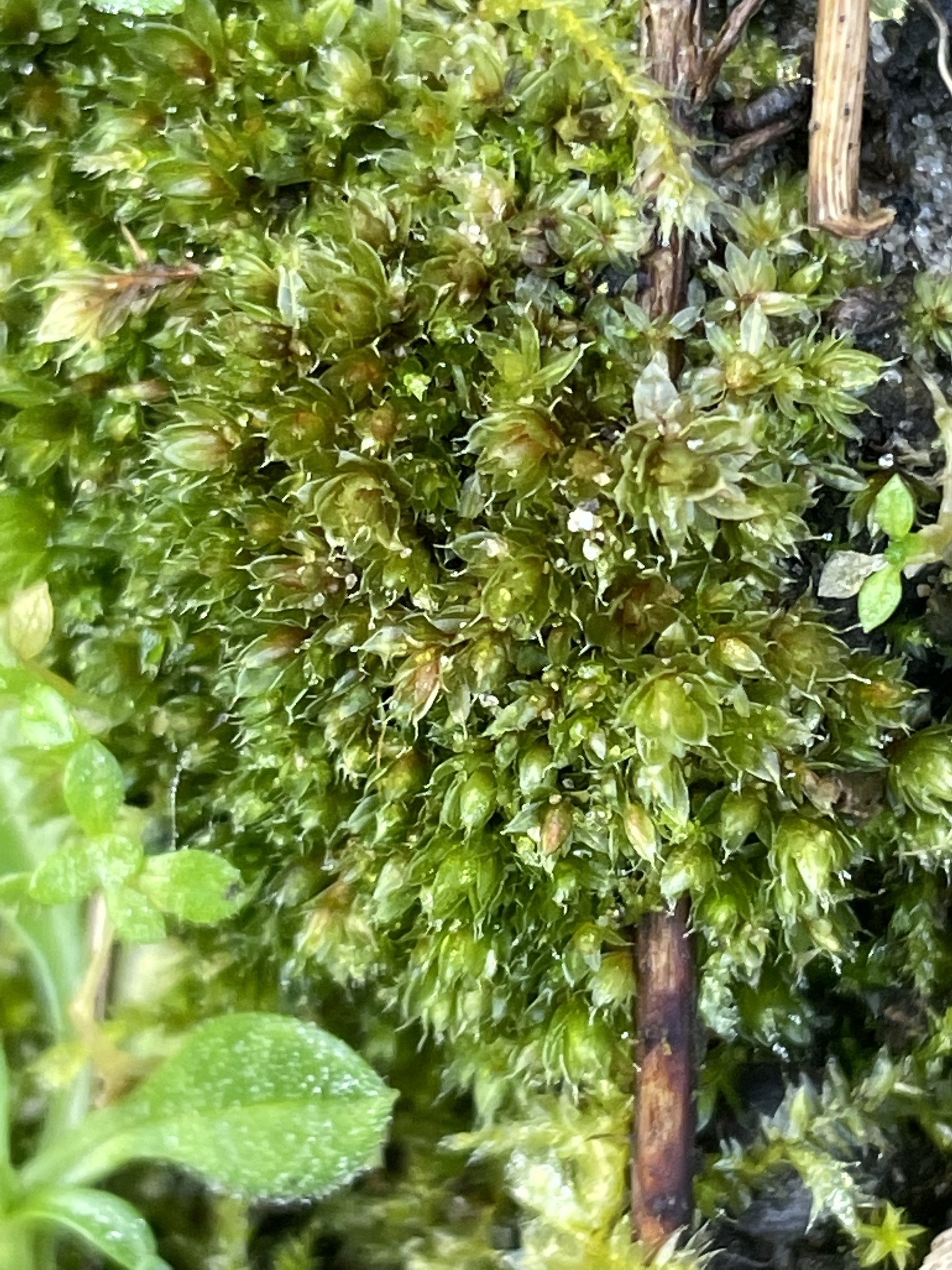 Ptychostomum capillare (Hedw.) D.T.Holyoak & N.Pedersen