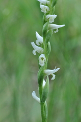 Spiranthes diluvialis