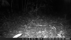 Didelphis aurita